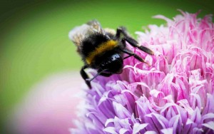 bee-clover-300x188-1