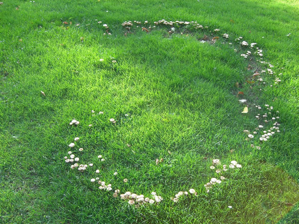 fairy_ring_1