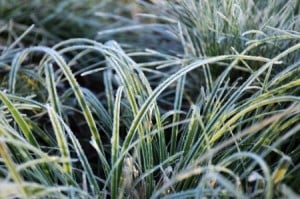 frozen-grass-300x199-1