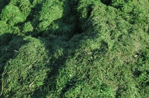 grass-clippings-300x199-1