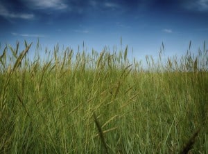 long_grass-300x223-1