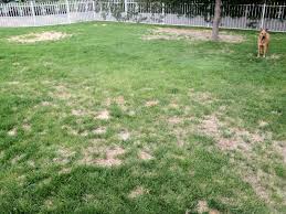 patchy-lawn