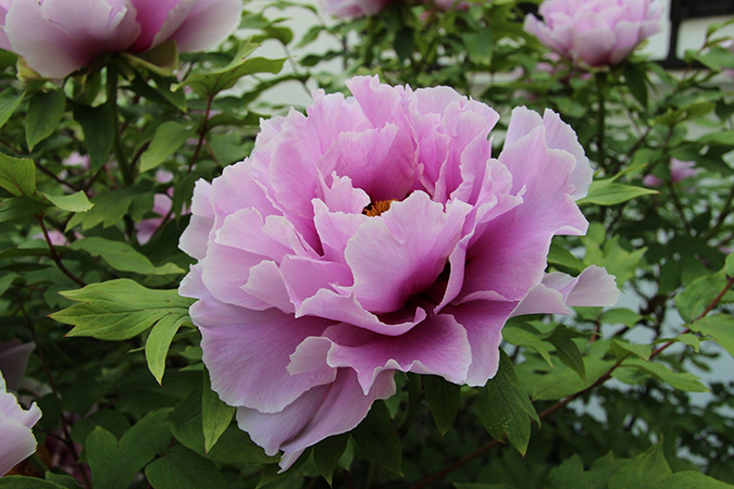 peony-1205865_1920