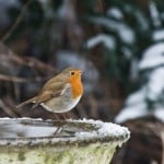 robin-in-winter-150x150-1