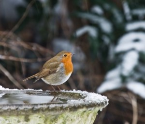 robin-in-winter-300x255-1