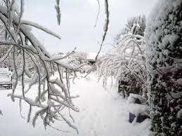 snowy-garden