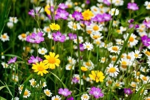 wild-flowers-300x200-1