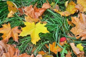 Autumn leaves on grass