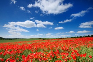 Red poppy field with green crops