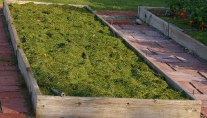 Raised garden bed with moss and grass growth