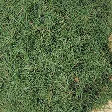 Lawn grass clippings on ground