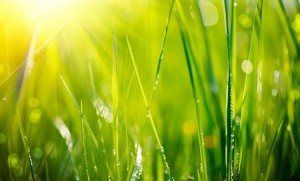 Green grass with dew drops