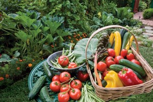 Harvested vegetables in baskets and containers