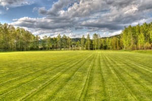large_lawn-300x200-1