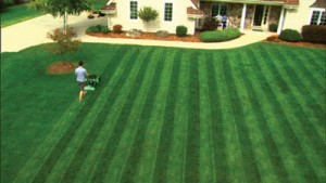 lawnstriper-300x169-1 - Mowers Online Lawn striping pattern on residential grass