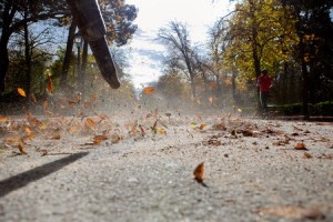 Fallen leaves scattered on ground surface