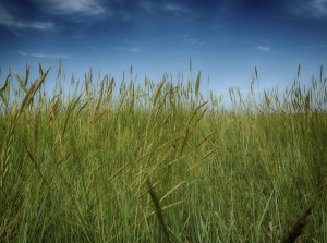 Long grass field with seed heads