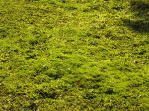 Close-up of green moss texture