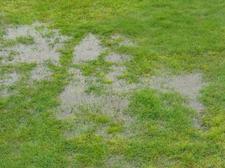 Lawn with moss and bare patches from moisture damage